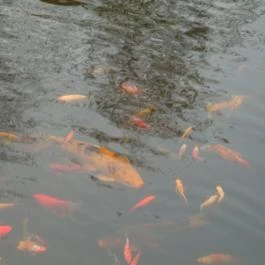 Termál Hotel Pávai, Berekfürdő - Környék