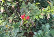 '56-os emlékmű Budapest