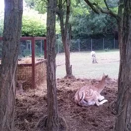 Afrika Múzeum és Állatkert Balatonederics - Egyéb
