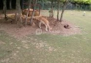 Afrika Múzeum és Állatkert Balatonederics Afrika Múzeum és Állatkert Balatonederics