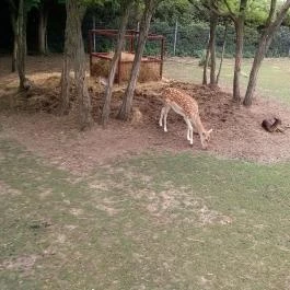 Afrika Múzeum és Állatkert Balatonederics - Egyéb