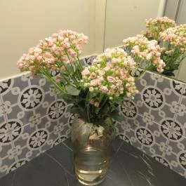 Allegro di Fragola Budapest - Egyéb