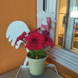 Anna Falatozó, Makó - Egyéb