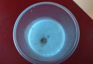 Anna Falatozó Makó