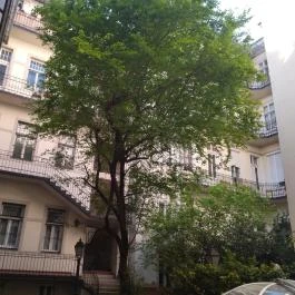 Anyám Szerint, Budapest - Egyéb