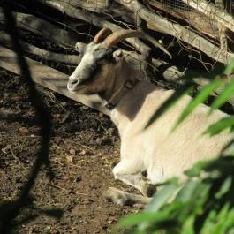 Apátkúti-völgy, Visegrád - Egyéb