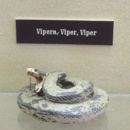 Arany Egyszarvú Patikamúzeum Kőszeg - Egyéb