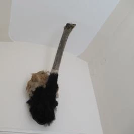 Arany Strucc Hotel Kőszeg - Belső