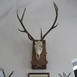 Aranyszarvas Budapest - Belső