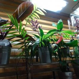 Arborétum Budapest - Belső