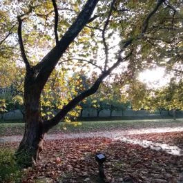 Arborétum parkok Zalakaros, Zalakaros - Egyéb
