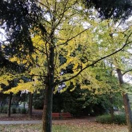 Arborétum parkok Zalakaros, Zalakaros - Egyéb