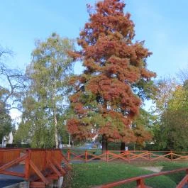 Arborétum parkok Zalakaros, Zalakaros - Egyéb