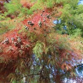 Arborétum parkok Zalakaros Zalakaros - Egyéb