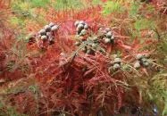 Arborétum parkok Zalakaros Zalakaros