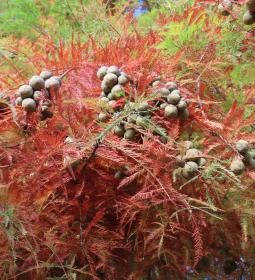 Arborétum parkok Zalakaros