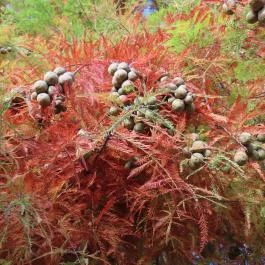 Arborétum parkok Zalakaros, Zalakaros - Egyéb