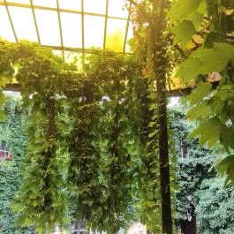 Arquitecto Pitpit Budapest - Belső