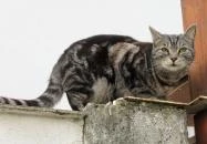 Avasi pincesor Miskolc