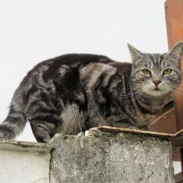 Avasi pincesor Miskolc - Egyéb