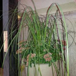 Babel Budapest Budapest - Egyéb