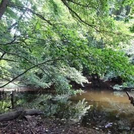 Bakonyi Gyilkos-tó Ugod - Egyéb