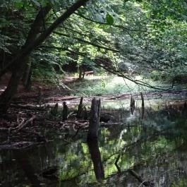 Bakonyi Gyilkos-tó Ugod - Egyéb