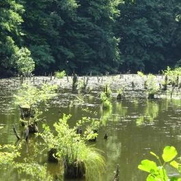 Bakonyi Gyilkos-tó Ugod - Egyéb