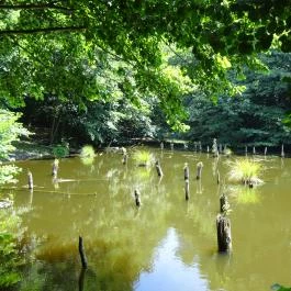 Bakonyi Gyilkos-tó Ugod - Egyéb