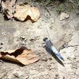 Bakonyi Gyilkos-tó Ugod - Egyéb