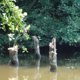 Bakonyi Gyilkos-tó Ugod - Egyéb