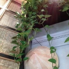 Bao Bao Dim Sum Bar, Budapest - Belső