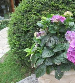 Barabás Villa Kávézó