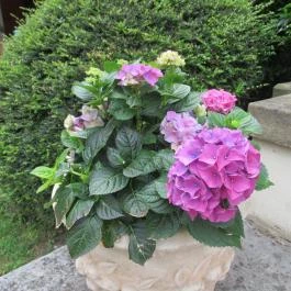 Barabás Villa Kávézó Budapest - Egyéb