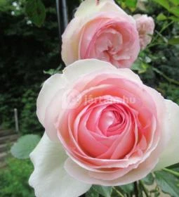 Barabás Villa Kávézó