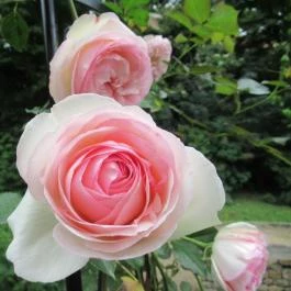 Barabás Villa Kávézó Budapest - Egyéb