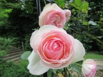 Barabás Villa Kávézó Budapest