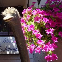 Bárczy Fogadó Étterem Szentendre - Egyéb