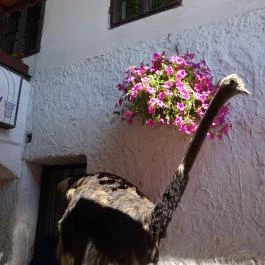 Bárczy Fogadó Étterem Szentendre - Egyéb