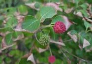 Bástya Park Budapest