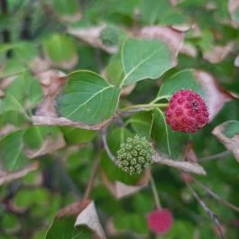 Bástya Park, Budapest - Egyéb