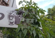 Bereg Bar & Cafe Budapest