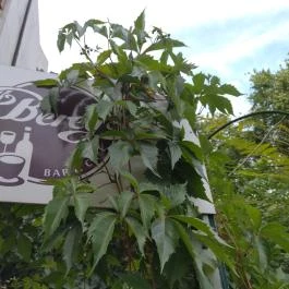 Bereg Bar & Cafe Budapest - Egyéb