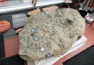 Biológiai és Paleontológiai Gyűjtemény Budapest