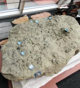 Biológiai és Paleontológiai Gyűjtemény