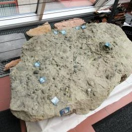 Biológiai és Paleontológiai Gyűjtemény Budapest - Egyéb