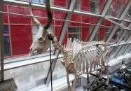 Biológiai és Paleontológiai Gyűjtemény Budapest