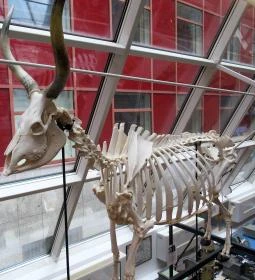 Biológiai és Paleontológiai Gyűjtemény