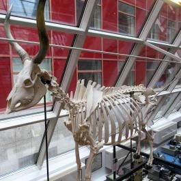 Biológiai és Paleontológiai Gyűjtemény Budapest - Egyéb