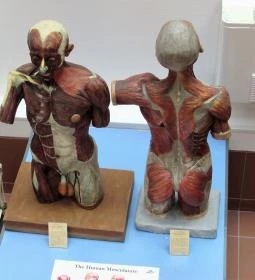 Biológiai és Paleontológiai Gyűjtemény